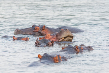 Hippopotamus sleeping  in the water with peers, Santa  Lucia lake, wildlife of South Africa, a...