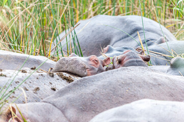 Juvenile Hippopotamus sleeping  between adults, Africa