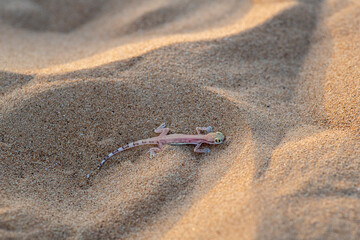 Arabian Short-Fingered Gecko or Arabian sand gecko ready to hide in the sand, United Arab Emirates
