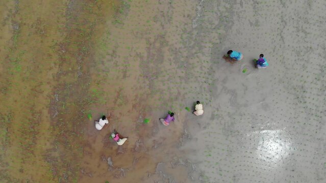 A Top aerial drone moving shot of rural Indian farmers working or planting the rice saplings in the watery paddy field or plantation in Hampi, India 