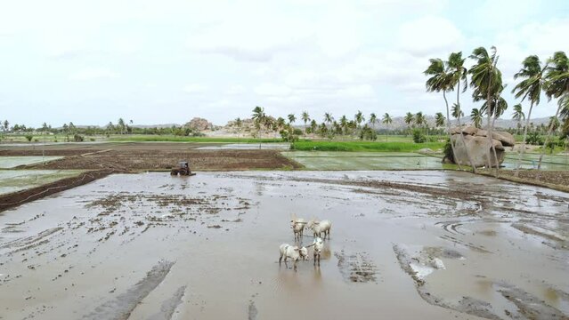 An aerial moving drone shot of a tractor ploughing the watery farm or field for rice or paddy plantation with cattle cows standing in the middle during monsoon season in Hampi, India 