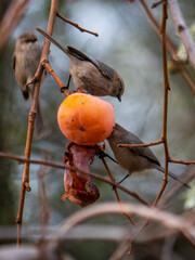 Bushtits(Psaltriparus minimus) feeding on Persimmon in abandoned orchard 3