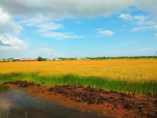 Beautiful farm. The existence of farmers makes the need for rice fulfilled