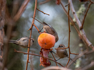 Bushtits(Psaltriparus minimus) feeding on Persimmon in abandoned orchard 2