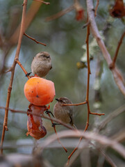 Bushtits(Psaltriparus minimus) feeding on Persimmon in abandoned orchard 7