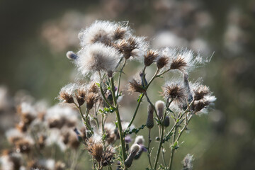 Thistle gone to seed