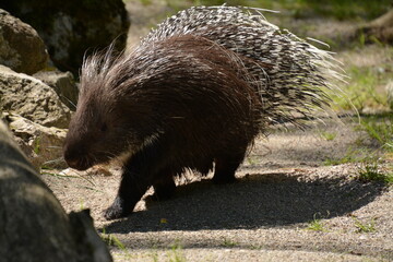 Afrikanisches Stachelschwein im Zoo München