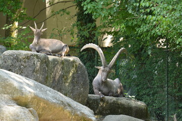 Alpensteinbock mit großen Hörnern im Zoo