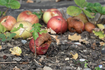 Rotting apples on the ground
