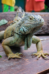 Iguana