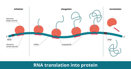 RNA translation into protein. Stages of protein (polypeptide) synthesis: initiation, elongation, termination. Ribosome moves along mRNA, sequence of amino acids becomes longer and is released. - obrazy, fototapety, plakaty
