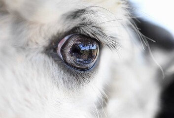Close up alpaca eye