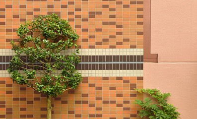 カラフルな壁と植物