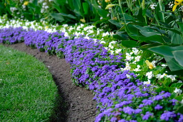 Beautiful garden with purple and white flowers