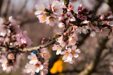 Fototapeta na wymiar almond orchard