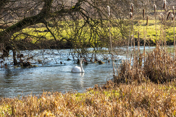 Fototapeta premium Swan
