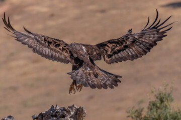 aigle royal