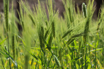 green wheat field
