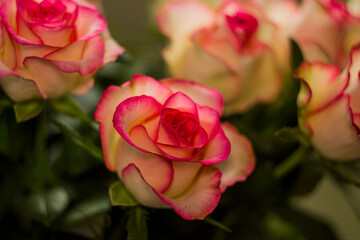 a blossoming pink roses flower