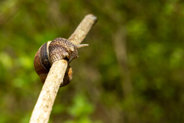 A large snail crawls on a stick on a blurred background. Close-up. Selective focus.