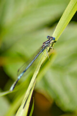 Platycnemis pennipes