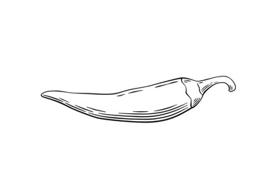 Red hot chili pepper, whole pod. Black and white Hand drawn ink illustration isolated on white background