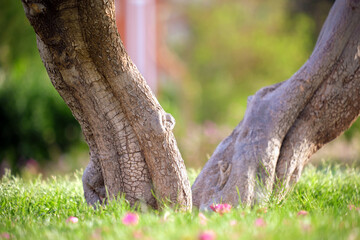Big tree growing in green lash grass. Agriculture and gardening