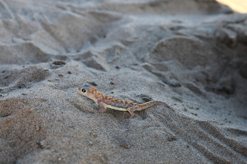 Gekko transparent