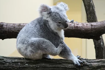 Foto op Plexiglas koala in a zoo in vienna (austria) © frdric