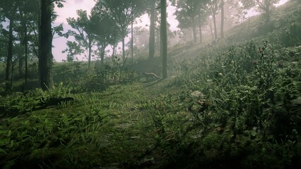 Fototapeta premium morning in the woods