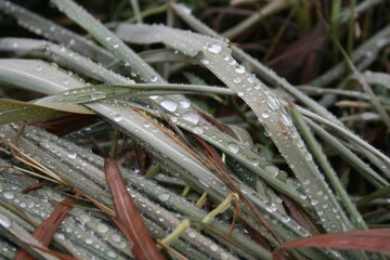 dew on the grass