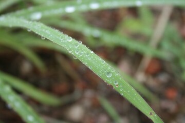 water drops on a grass