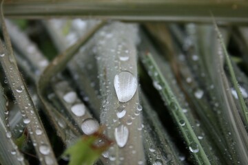 water drops on a leaf