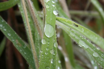 dew on grass
