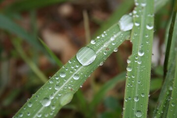 dew on grass