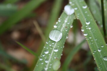 water drops on a grass