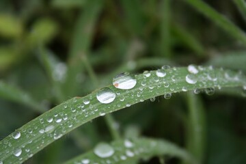 water drops on a grass