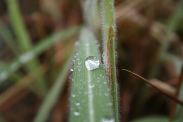 dew drops on a grass