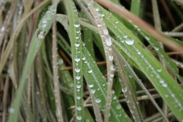 drops of dew on the grass