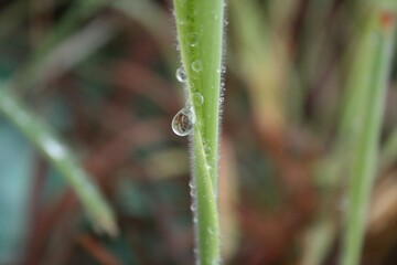 dew on a grass