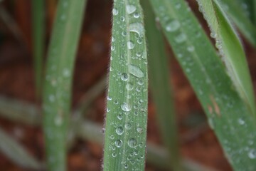 dew on the grass