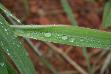 water drops on a grass