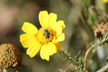 bee on yellow flower