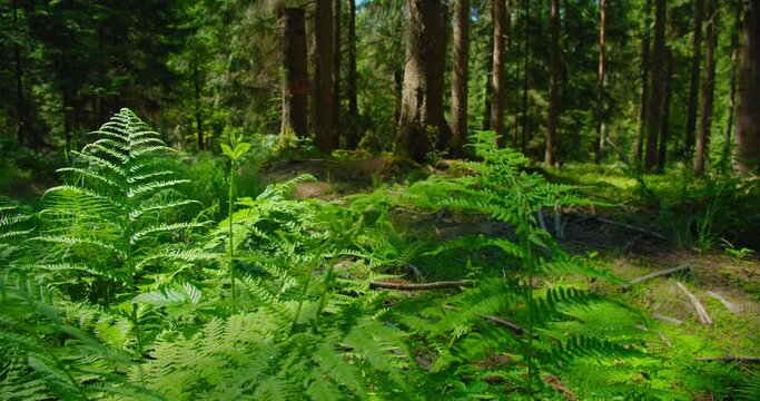 Common bracken, bushes of eagle fern. Pteridium aquilinum occurring in temperature and subtropical regions. Global distribution. Pine fir forest, spring. Environmental protection. Earth Day.