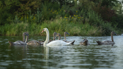 Łabędzie © KrzysztofAleksander