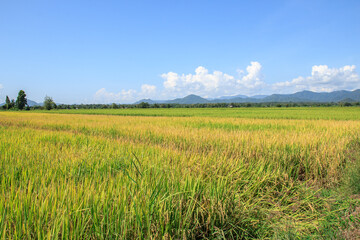 Obraz na płótnie Canvas Green paddy rice plant and blue sky background