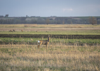 Sarna w polach © KrzysztofAleksander