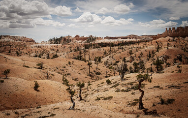 Twisted Desert Pines Struggle for life in Bryce Canyon