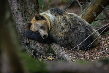 Fototapeta premium Vulnerable brown bear, ursus arctos, lying near the tree in autumn. Curled big predator resting in forest in fall. Wild mammal sleeping in woodland nature.