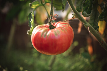 fresh red tomato harvest in the greenhouse. tomato ripens
